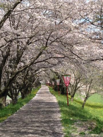 三刀屋川河川敷 ソメイヨシノ 名所情報21 島根県雲南市 桜開花 名所情報 ウェザーニュース