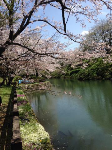 鹿野城跡公園の桜 名所情報21 鳥取県鳥取市 桜開花 名所情報 ウェザーニュース