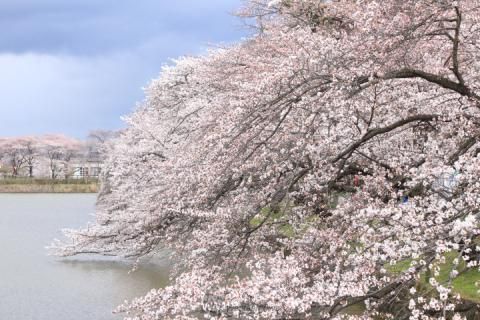 五百淵公園の桜 名所情報 21 福島県郡山市 桜開花 名所情報 ウェザーニュース