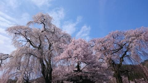 高遠城址公園の桜 名所情報21 長野県伊那市 桜開花 名所情報 ウェザーニュース