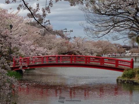 臥竜公園の桜 名所情報21 長野県須坂市 桜開花 名所情報 ウェザーニュース