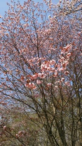 登別桜並木 名所情報21 北海道登別市 桜開花 名所情報 ウェザーニュース