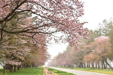 二十間道路桜並木 名所情報21 北海道日高郡新ひだか町 桜開花 名所情報 ウェザーニュース