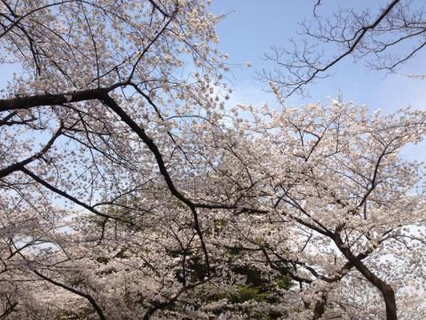 三ツ沢公園の花見 桜情報 22年 ウェザーニュース