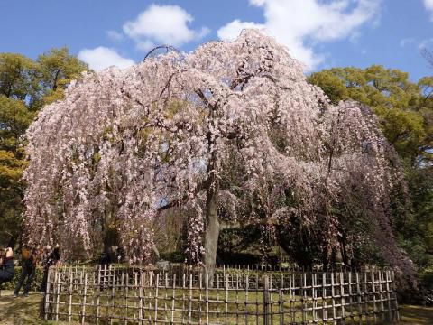 京都御苑 イトザクラ の花見 桜情報 22年 ウェザーニュース
