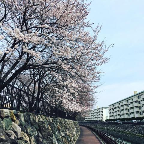 平和市民公園の桜 名所情報21 大分県大分市 桜開花 名所情報 ウェザーニュース