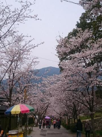 秋月杉の馬場の桜 名所情報21 福岡県朝倉市 桜開花 名所情報 ウェザーニュース