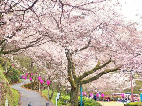 金比羅山緑地 瀬戸川右左岸堤の桜 名所情報21 静岡県藤枝市 桜開花 名所情報 ウェザーニュース