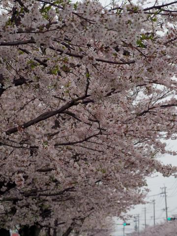 健軍自衛隊通りの花見情報19 桜開花 名所情報 ウェザーニュース