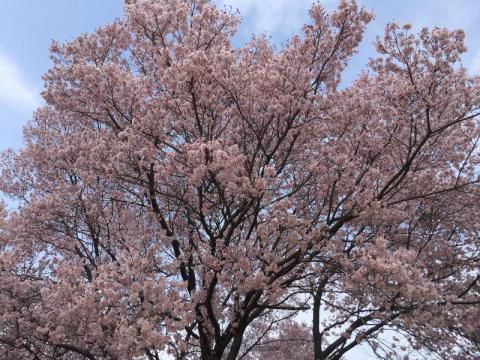 明治神宮外苑の桜 名所情報21 東京都新宿区 桜開花 名所情報 ウェザーニュース