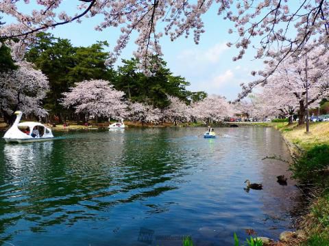 敷島公園の桜 名所情報21 群馬県前橋市 桜開花 名所情報 ウェザーニュース