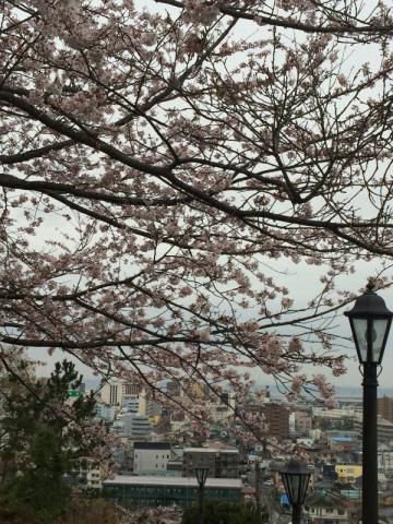 太田山公園の花見 桜情報 22年 ウェザーニュース