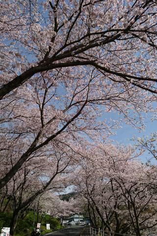 立山公園の桜 名所情報21 長崎県長崎市 桜開花 名所情報 ウェザーニュース