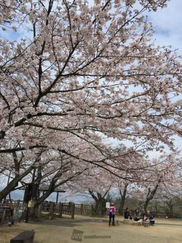 虎渓公園の桜 名所情報 岐阜県多治見市 桜開花 名所情報 ウェザーニュース