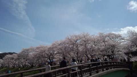 斐伊川堤防桜並木