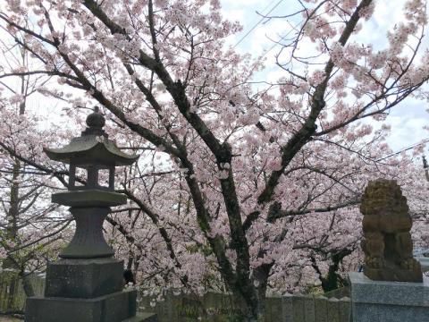 宮地嶽神社の桜 名所情報 福岡県福津市 桜開花 名所情報 ウェザーニュース