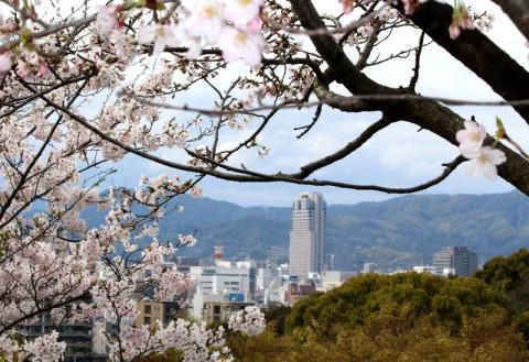 比治山公園の桜 名所情報 広島市南区 桜開花 名所情報 ウェザーニュース