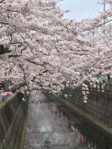 富田十四川桜並木の花見 桜情報 22年 ウェザーニュース