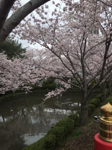 辯天宗 冥應寺の桜 名所情報 21 大阪府茨木市 桜開花 名所情報 ウェザーニュース