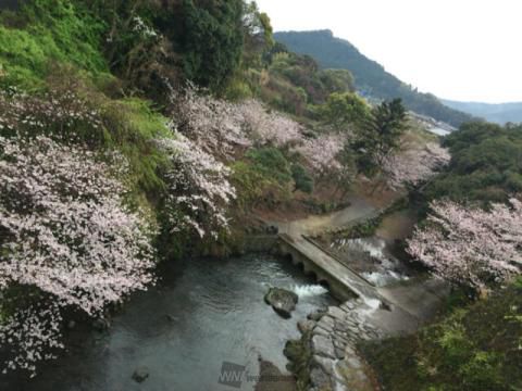 橘公園の桜 名所情報21 長崎県雲仙市 桜開花 名所情報 ウェザーニュース