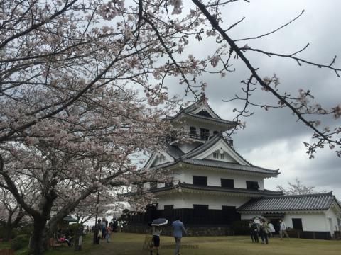 城山公園の花見 桜情報 22年 ウェザーニュース