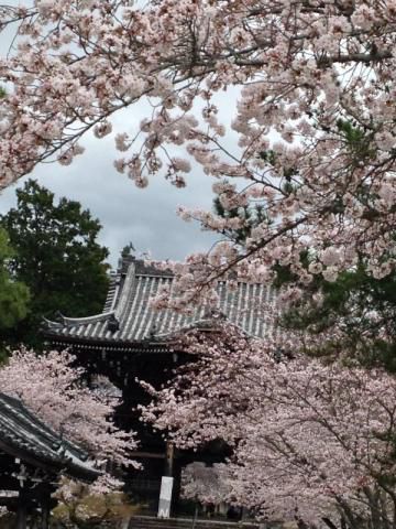 平草原公園の花見 桜情報 22年 ウェザーニュース