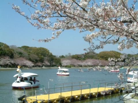 明石公園の桜 名所情報21 兵庫県明石市 桜開花 名所情報 ウェザーニュース