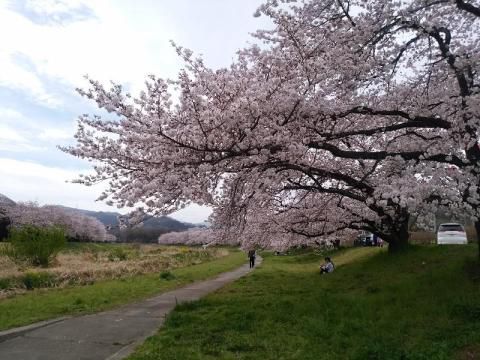 千本 桜 こだま