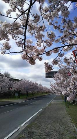 みやま公園の桜 名所情報21 岡山県玉野市 桜開花 名所情報 ウェザーニュース