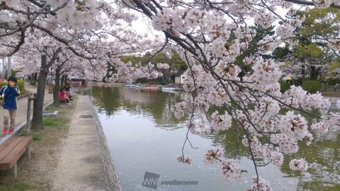 九華公園の花見 桜情報 22年 ウェザーニュース