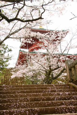 成田山公園の桜 名所情報 千葉県成田市 桜開花 名所情報 ウェザーニュース