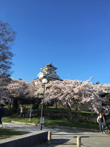 豊公園の桜 名所情報21 滋賀県長浜市 桜開花 名所情報 ウェザーニュース