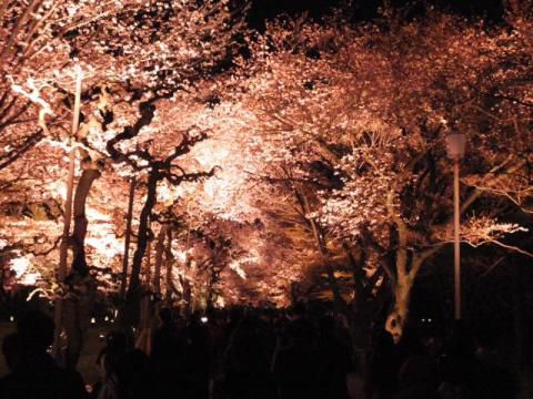 元離宮二条城の桜 名所情報21 京都市中京区 桜開花 名所情報 ウェザーニュース