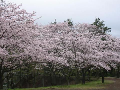 こども自然公園の桜 名所情報21 横浜市旭区 桜開花 名所情報 ウェザーニュース