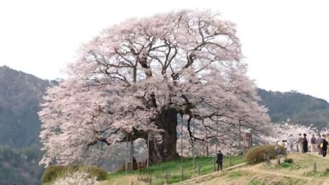 醍醐桜 真庭市 名所情報21 岡山県真庭市 桜開花 名所情報 ウェザーニュース