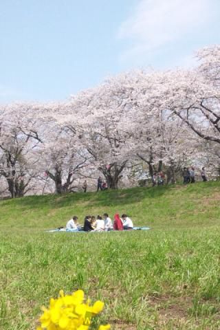 福岡堰の桜並木 名所情報 茨城県つくばみらい市 桜開花 名所情報 ウェザーニュース