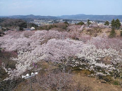 西山公園の桜 名所情報 21 茨城県常陸太田市 桜開花 名所情報 ウェザーニュース