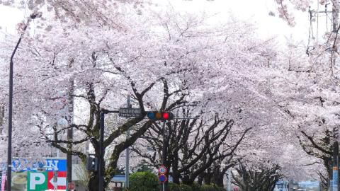 相模原市役所さくら通りの花見 桜情報 22年 ウェザーニュース