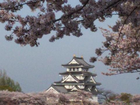 墨俣一夜城 犀川堤の桜 名所情報21 岐阜県大垣市 桜開花 名所情報 ウェザーニュース