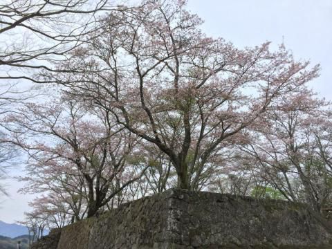 岡城跡の花見 桜情報 22年 ウェザーニュース