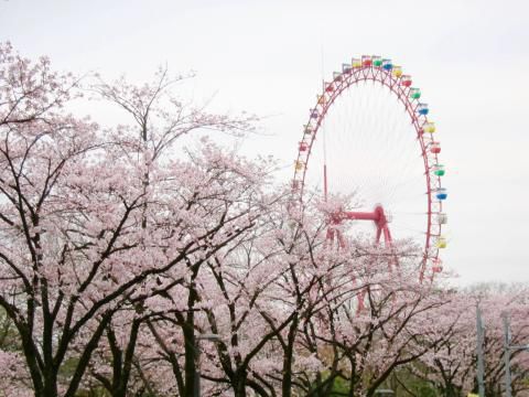 都立狭山公園の桜 名所情報21 東京都東村山市 桜開花 名所情報 ウェザーニュース