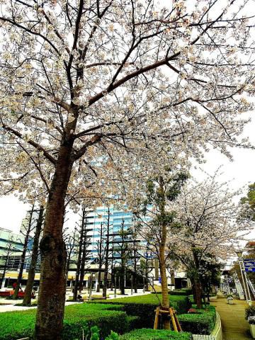 さくらプロジェクト記念樹 名所情報21 千葉市美浜区 桜開花 名所情報 ウェザーニュース