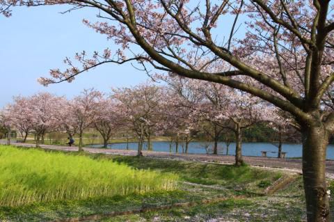 ときわ公園の花見 桜情報 22年 ウェザーニュース