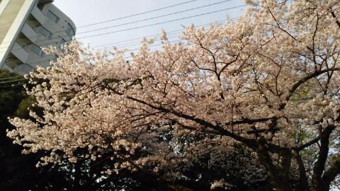 平和通りの花見 桜情報 22年 ウェザーニュース