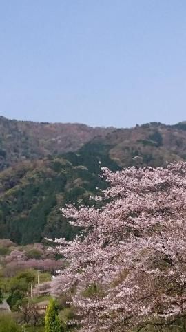 霞間ヶ渓公園の桜 名所情報21 岐阜県揖斐郡池田町 桜開花 名所情報 ウェザーニュース