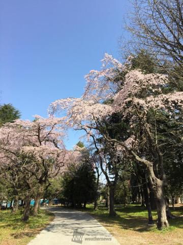 西公園の花見 桜情報 23年 ウェザーニュース