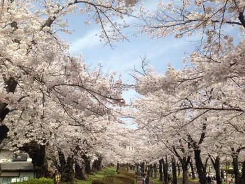 開成山公園の花見 桜情報 22年 ウェザーニュース