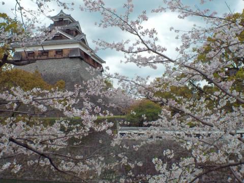 熊本城の桜 名所情報21 熊本市中央区 桜開花 名所情報 ウェザーニュース