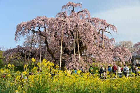 三春滝桜