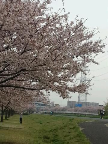 手賀沼遊歩道の桜の花見 桜情報 22年 ウェザーニュース